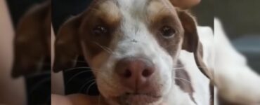 Cucciolo piange e aspetta il padrone