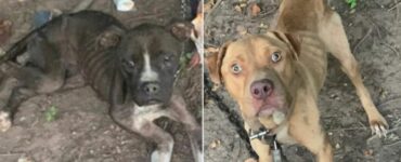 Due cani in pessime condizioni