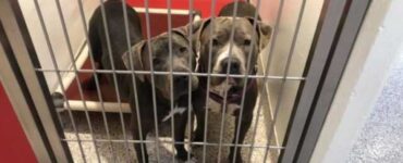 Due pitbull adottati insieme