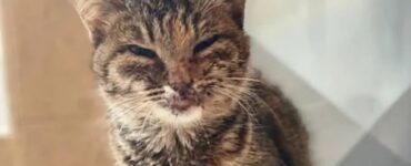 Gattina maltrattata da un gruppo di adolescenti