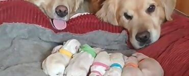 Golden Retriever diventano genitori