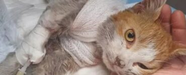 Leone: gatto maltrattato