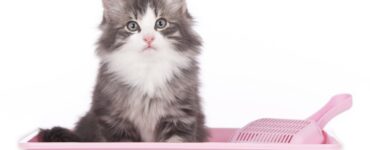 Lettiera del gatto: come pulirla?