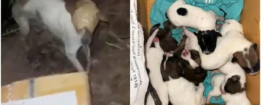 Mamma cagnolina e i suoi cuccioli