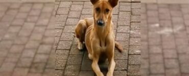 Mamma cane chiede aiuto ai passanti