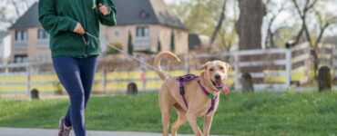 Passeggiata con il cane: perché è importante?