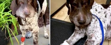 Pointer Tedesco morso dal serpente