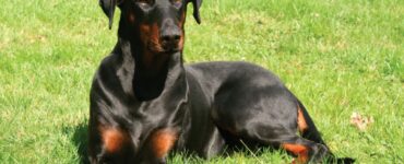 Dobermann: cosa c'è da sapere