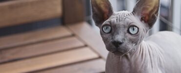 Gatto Sphynx: animali molto vulnerabile