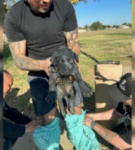 Animale ricoperto di fango recuperato da un tombino