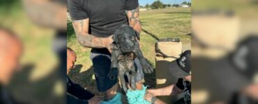 Animale ricoperto di fango recuperato da un tombino