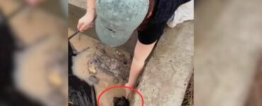 Cagnolino salvato da un canale in piena