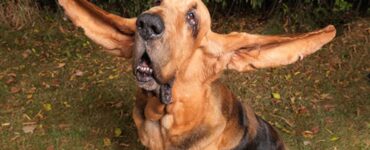 Cane con le orecchie lunghe