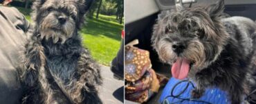 Cane torna al rifugio dopo 13 anni