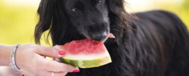 Cani: possono mangiare la frutta?