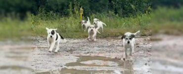 Cinque cuccioli in cerca di casa
