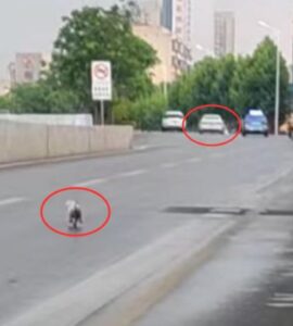 Cucciolo abbandonato per strada dal suo padrone