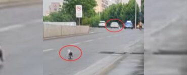 Cucciolo abbandonato per strada dal suo padrone