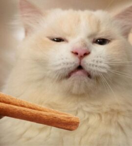 Cannella: perché non piace ai gatti?