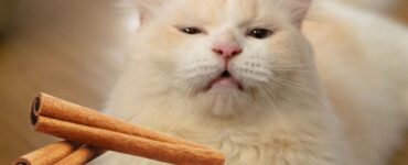 Cannella: perché non piace ai gatti?