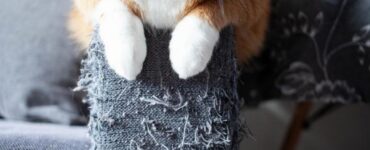 Gatti graffiano il divano