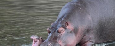 Ippopotami allo sbaraglio: il numero cresce