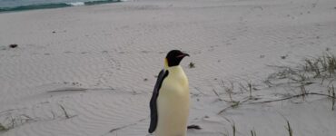 Pinguino imperatore trovato in Australia